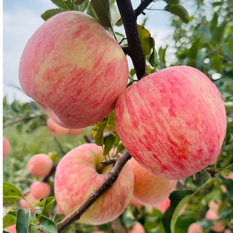 10斤装-寺河山富硒苹果