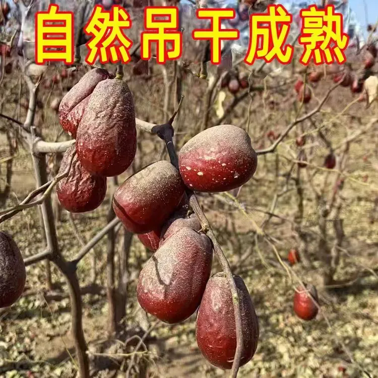 2025年新货新疆和田大枣红枣一级俊枣2斤5斤装