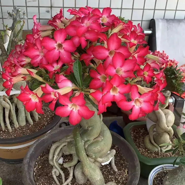 沙漠玫瑰花 裸根 原生  一物一拍