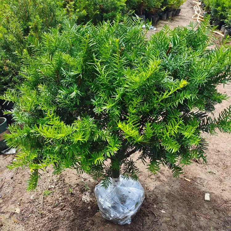 志超苗圃东北红豆杉树苗盆景地栽盆栽珍贵绿化植物客厅室内北方