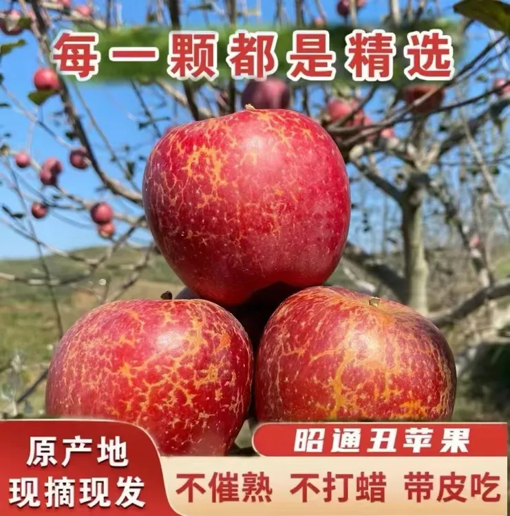 正宗当季云南昭通糖心丑苹果脆甜多汁精选现摘现发5斤/10斤包邮