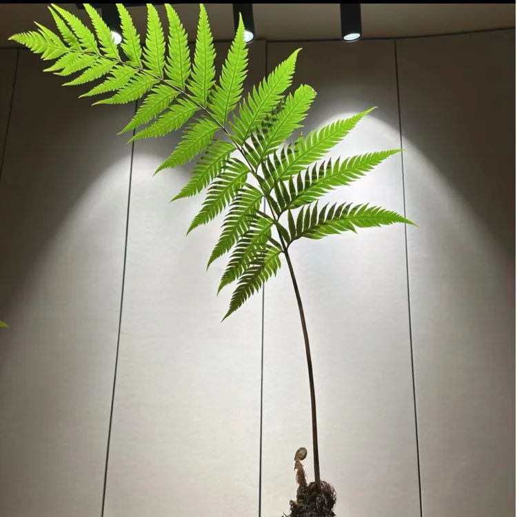 盆景绿植！奇花异草！一物一拍！
