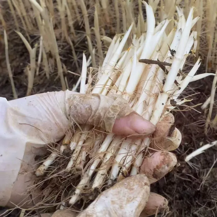 四川折耳根嫩芽嫩尖猪鼻孔清脆嫩芽四川特产鱼腥草现摘现发包邮