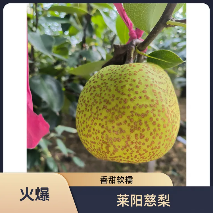 【莱阳产地直发】莱阳正宗慈梨贡梨