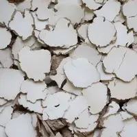 【马拉中小片虎乳菌】 精选大自然500g食用 