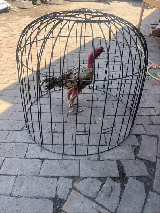 斗鸡笼子 家用鸡笼 折叠大号斗鸡罩笼 钢筋斗鸡罩笼圆形斗鸡罩笼