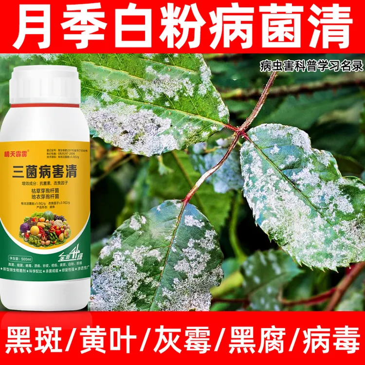 月季病菌清花卉植物黑斑病黄叶蕉叶白粉病病虫害常用药喷雾叶面肥