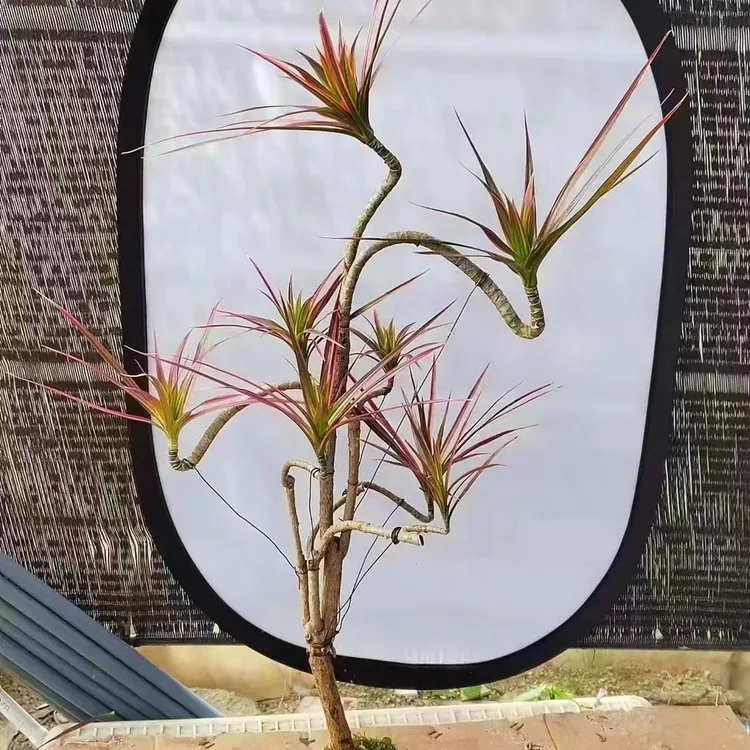 自产自销的造型七彩铁龙血树客厅绿植室内绿植盆栽千年木多头盆景