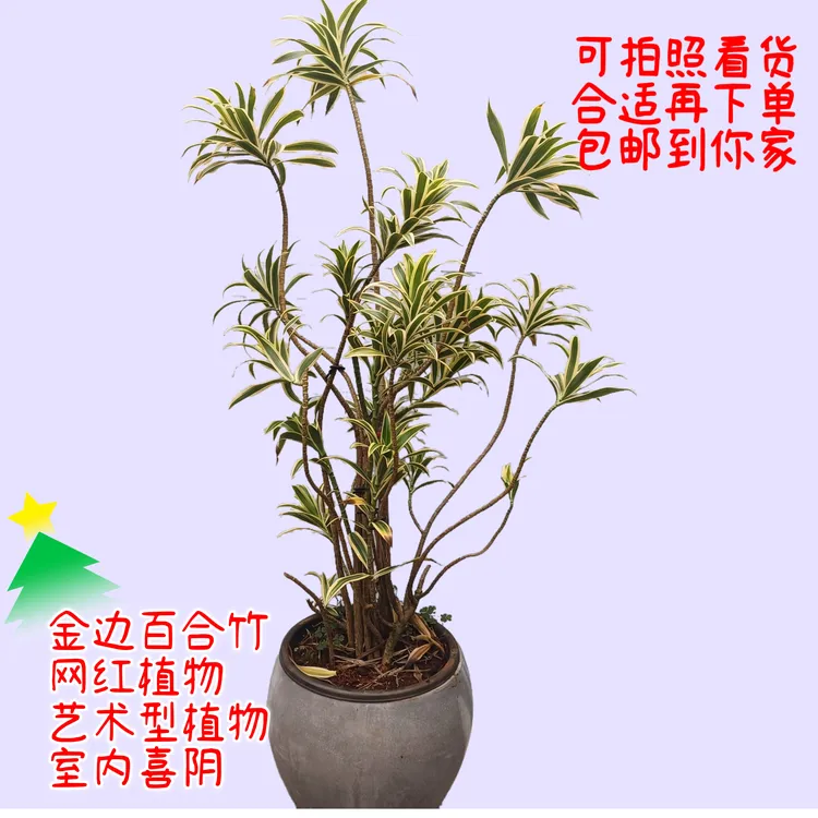 金边百合竹百合竹盆栽南天竹网红造型款绿植