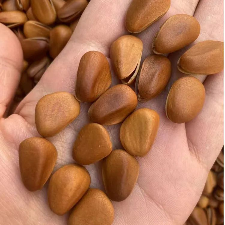 超大颗粒 新货 东北松子 袋装净重500g