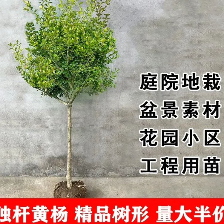 独杆黄杨树苗素材耐寒小叶瓜子黄杨高杆树桩文人庭院绿化独杆小苗