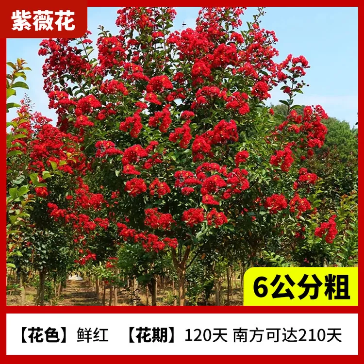 红火箭紫薇花树苗庭院老桩花卉盆景室外别墅绿植四季开花农家小院