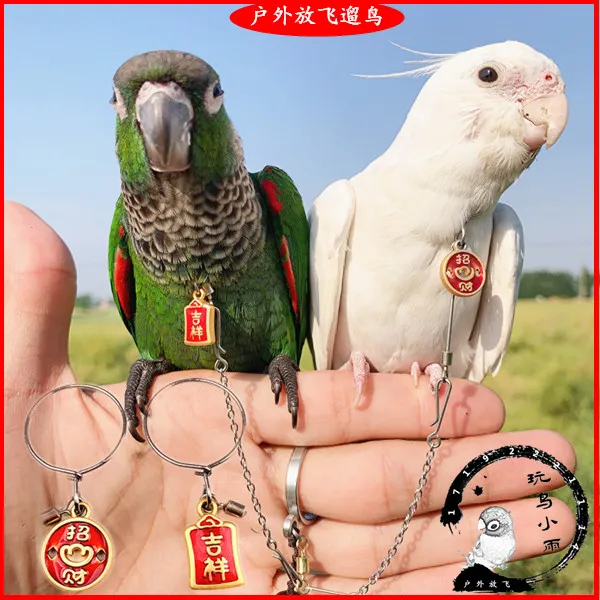 鹦鹉脖套不锈钢材质玄凤牡丹虎皮栓鸟链遛鸟放飞训练脖圈带链子