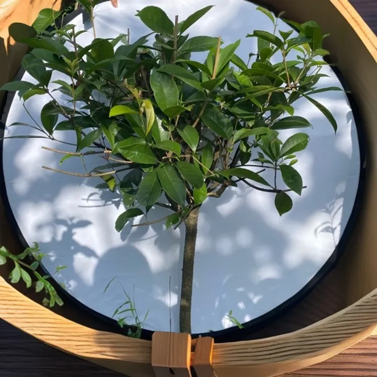 桂花树桂花苗金桂丹桂四季桂花庭院种植花盆培育八月开花红花黄花