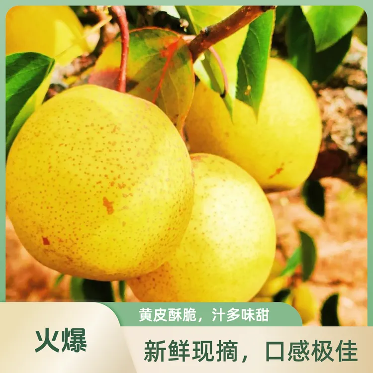 正宗绥中白梨东北特产脆甜口皮薄肉厚当季新鲜水果整箱包邮拍3发5