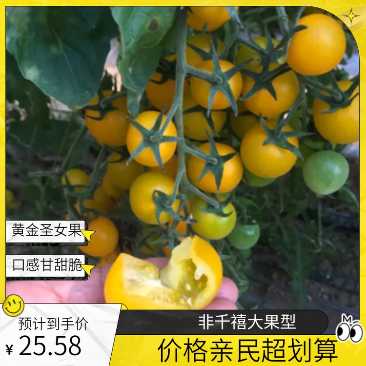 黄金圣女果番茄樱桃黄色小番茄西红柿非千禧孕妇圣女果大果特大号