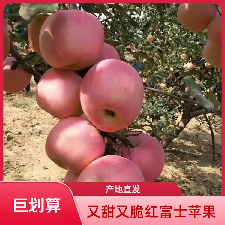 红富士果园直发脆甜可口正宗东北山地苹果当季新鲜整箱批发包邮