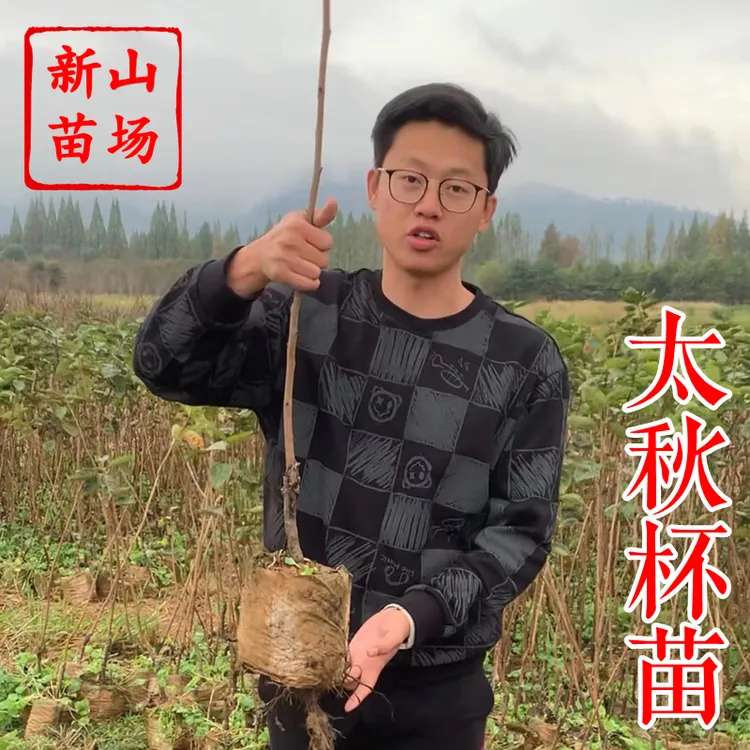 【太秋甜柿杯苗】带土营养杯移栽成活率有保障大秋脆甜柿子树苗