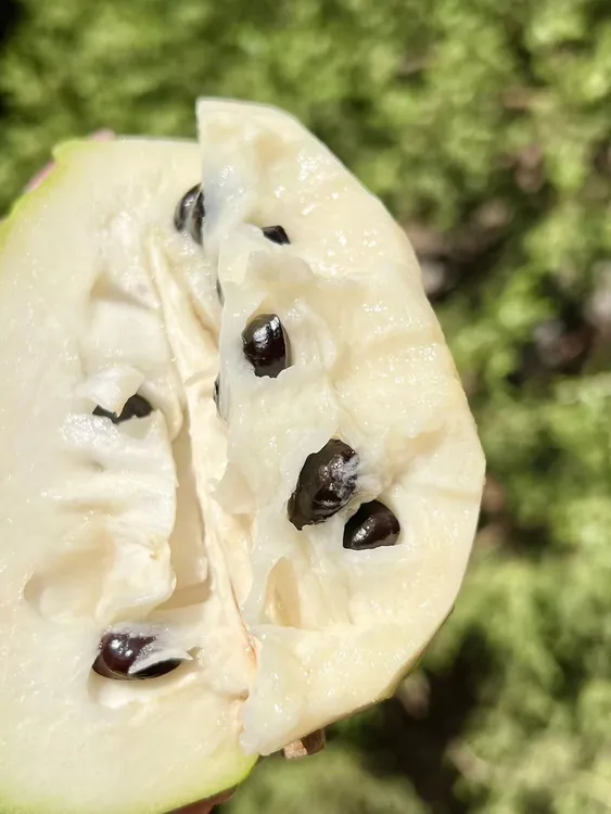【灰姑娘精选】云南高原牛奶凤梨释迦果菠萝味草莓味凤梨味多种口味