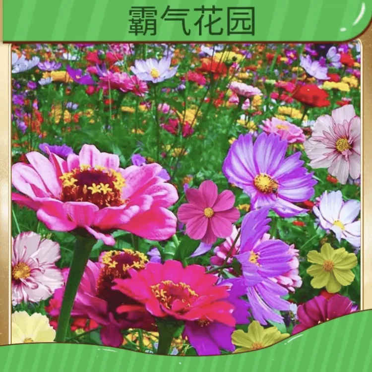 【野花组合】品种多样 耐寒耐旱南北方都适宜-适合庭院-阳台-盆栽商品图