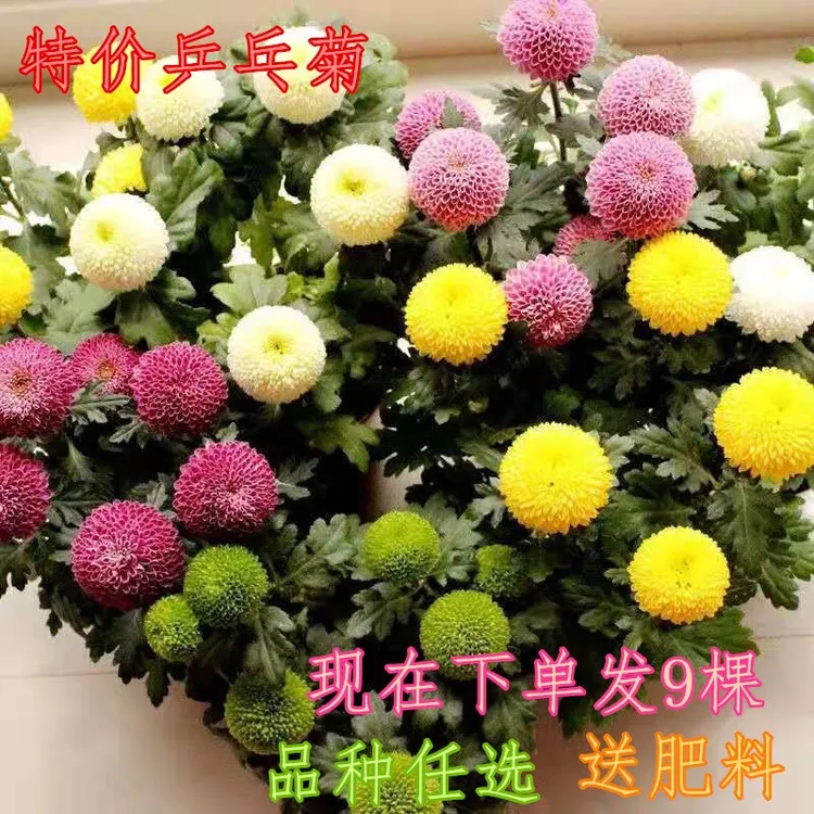乒乓菊花苗【9棵送肥料】观赏大菊花盆栽室内阳台花卉四季开花好养
