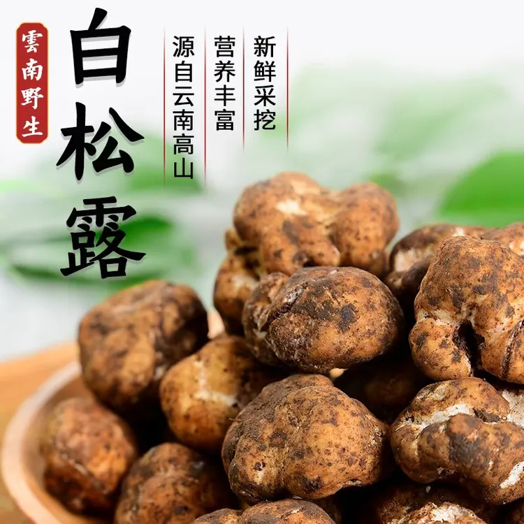 云南新鲜野生白松露 野生菌猪拱菌块菌 煲汤刺身顺丰冷链空运包邮