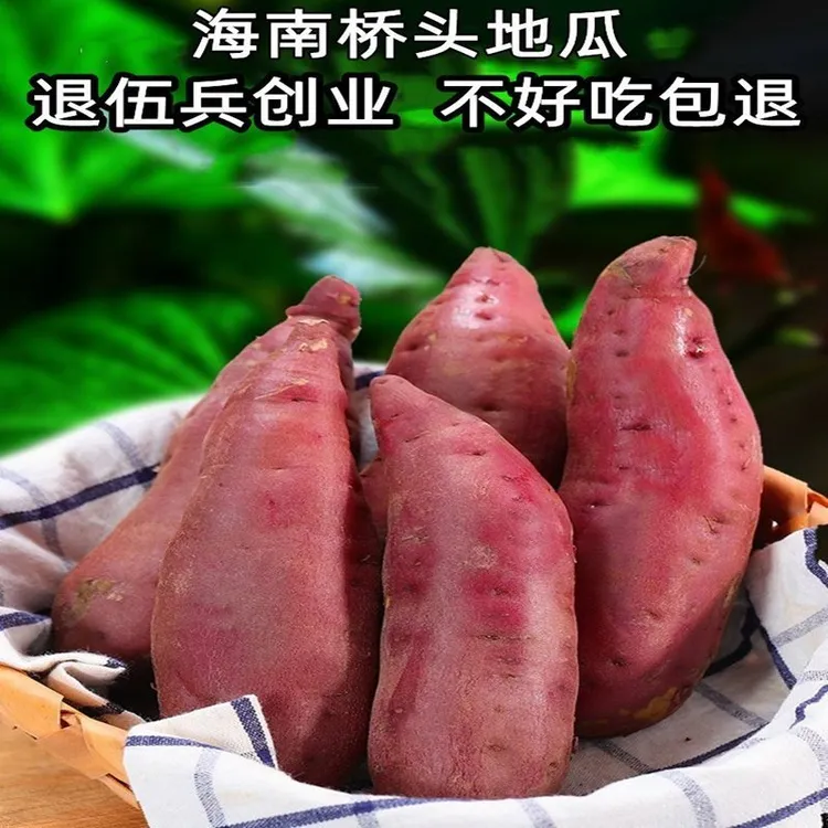 现挖食用桥头地瓜富硒沙地新鲜红薯板栗番薯土豆小香甜健康小番薯
