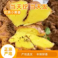 正宗云南小黄姜新鲜现挖生姜高山生态种植精品姜1/3/5斤鲜嫩山地