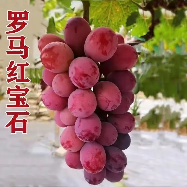 新品种盆栽葡萄苗盆栽地载不牵藤不搭架子南方北方均可种植