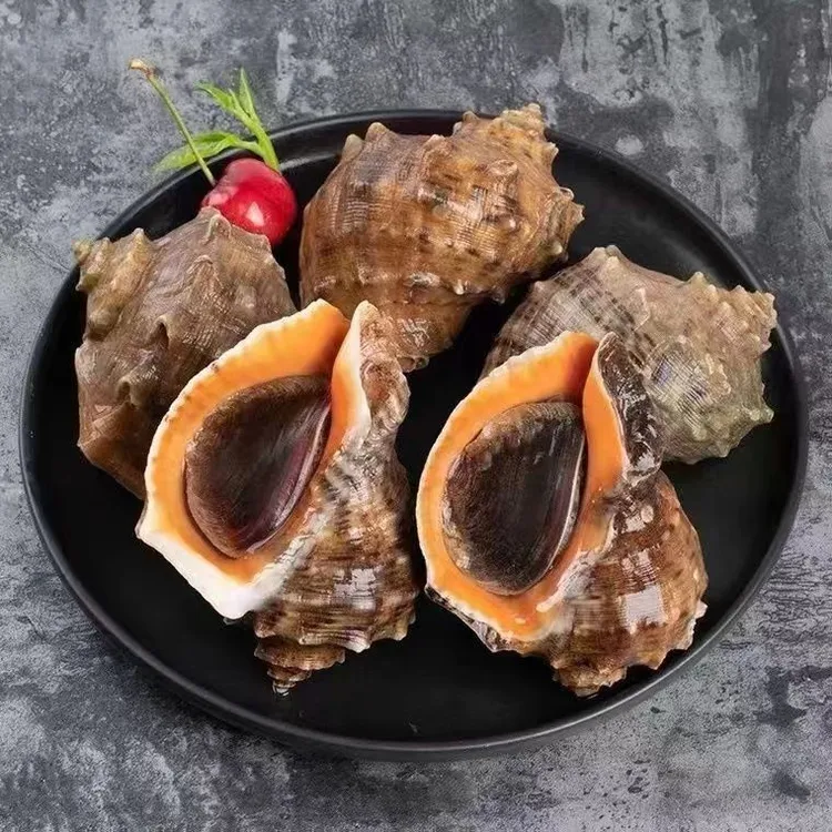 海捕地笼海螺 鲜活发货 肉肥鲜嫩有嚼劲  3/斤5/斤肥美新鲜干净