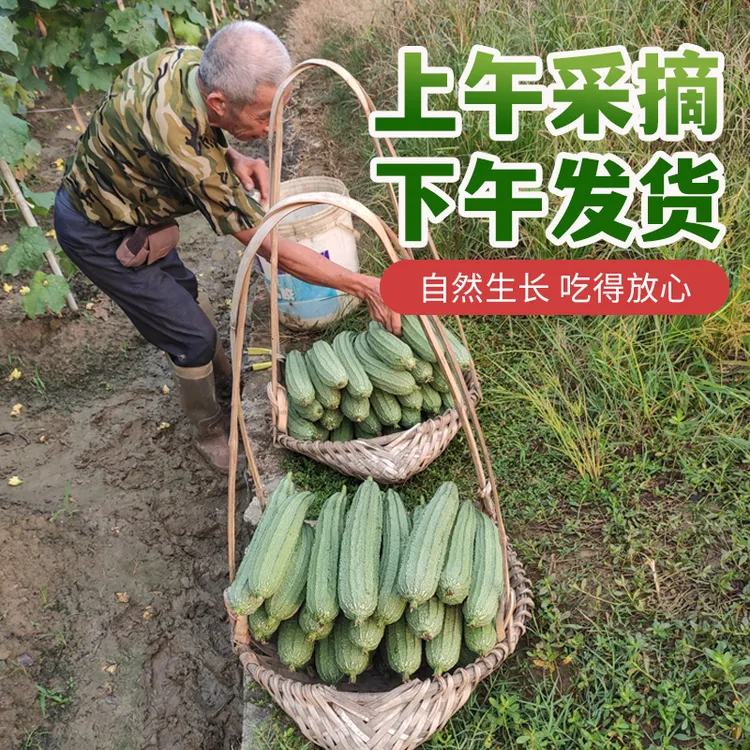 丝瓜新鲜应季蔬菜广东棱角丝瓜农家自种产地现摘现发1/3/5斤包邮