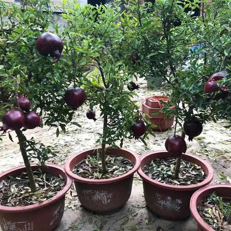 大果紫玉甜石榴树苗盆栽地栽都可以