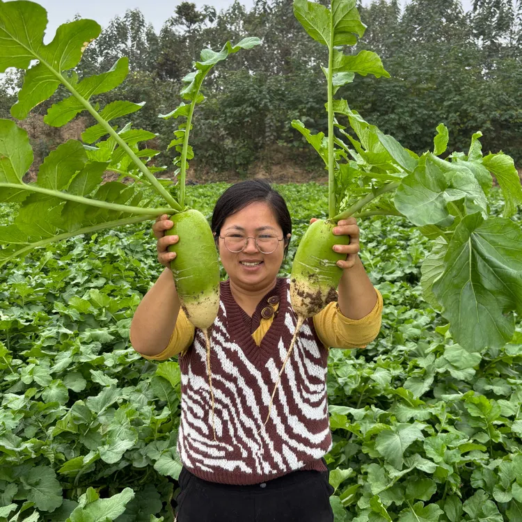 新鲜青萝卜河南青萝卜辣萝卜新鲜蔬菜晒萝卜干小萝卜头非水果萝卜