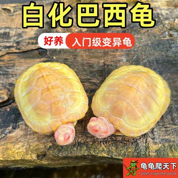 变异白化巴西龟苗宠物观赏焦糖黄金甲红眼网红龟混养小乌龟活物