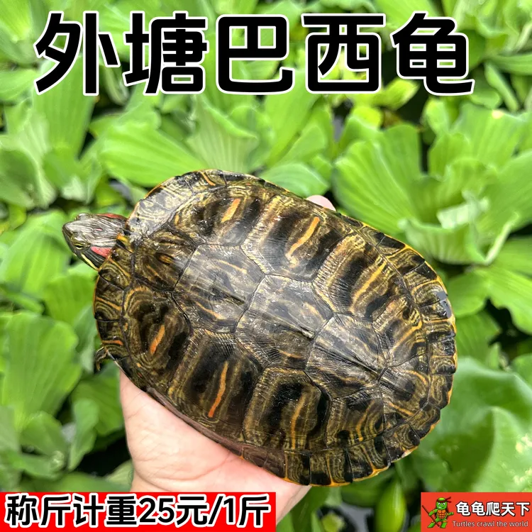 耐活大龟乌龟活物超大下蛋乌龟活体宠物巴西种龟招财红耳包活