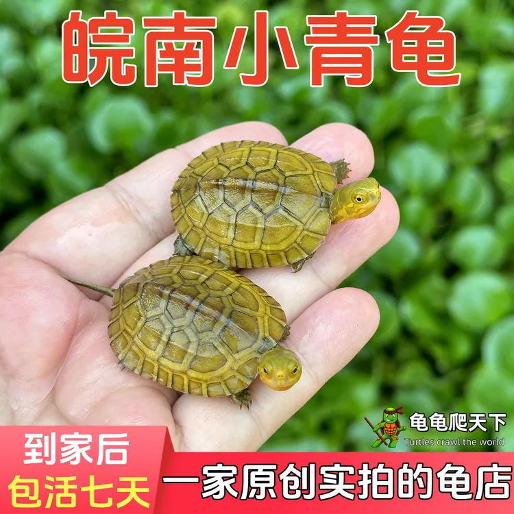 安徽纯种小青龟皖南三黄黄喉龟幼龟苗观赏宠物乌龟活物发色石金钱