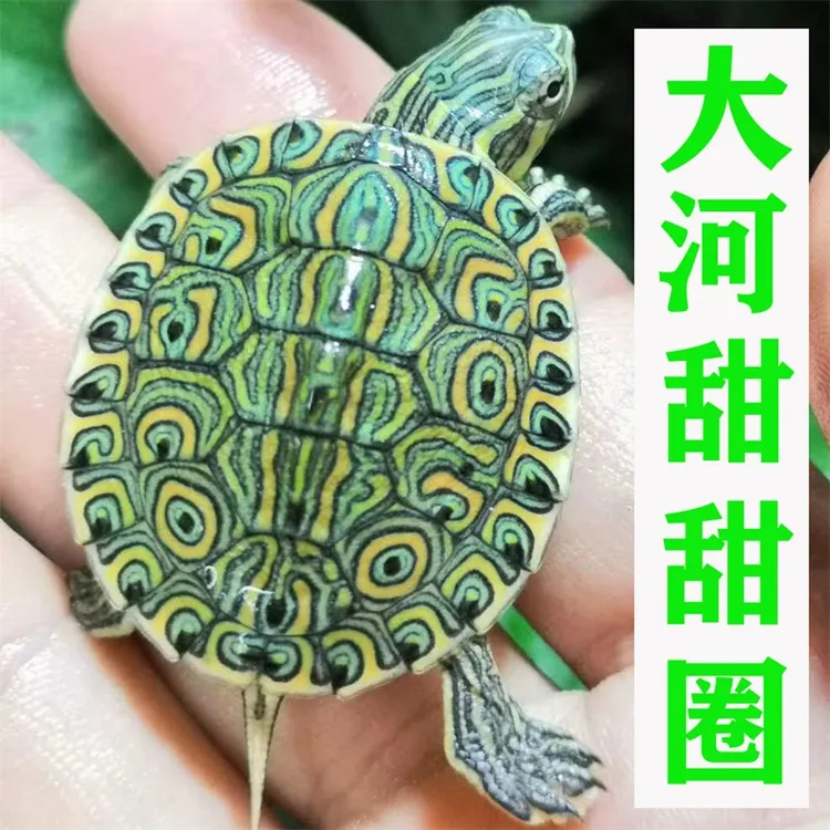 大河甜甜圈孔雀龟佛州彩龟深水龟淡水冷水观赏宠物吃粪小乌龟活物