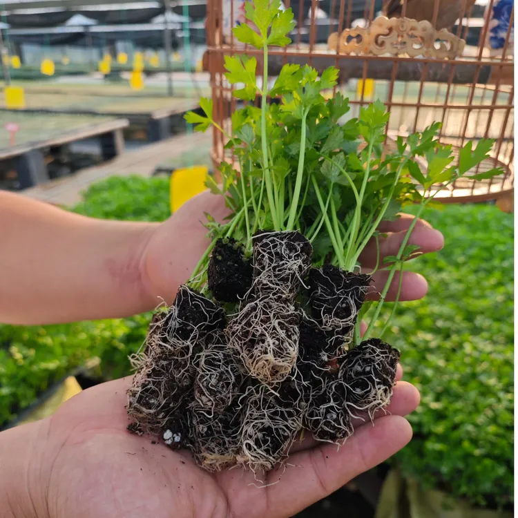 芹菜种苗四季根芹芹菜苗阳台庭院种植易活高产西芹耐寒耐热蔬菜苗
