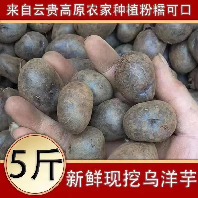 贵州正宗乌洋芋紫色土豆七彩土豆油炸摆摊原材料量大批发