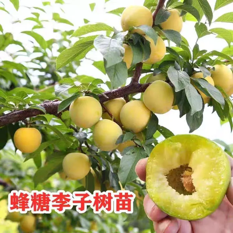 蜂糖李子树苗特大晚熟脱骨青脆嫁接李子果树苗南北方种三华李树苗