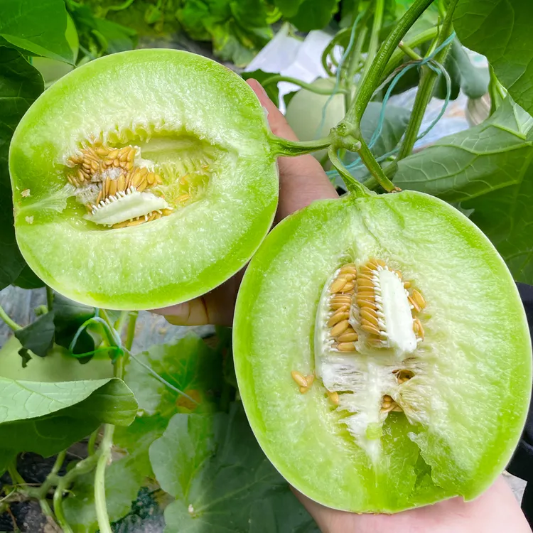【源头直发】山东冰淇淋玉菇甜瓜 净重5/8.5斤  软糯香甜 产地直发Z
