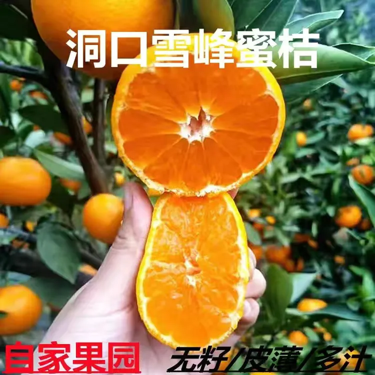 正宗湖南洞口雪峰蜜桔蜜橘青皮特早熟酸甜橘子孕妇当季新鲜水果桔