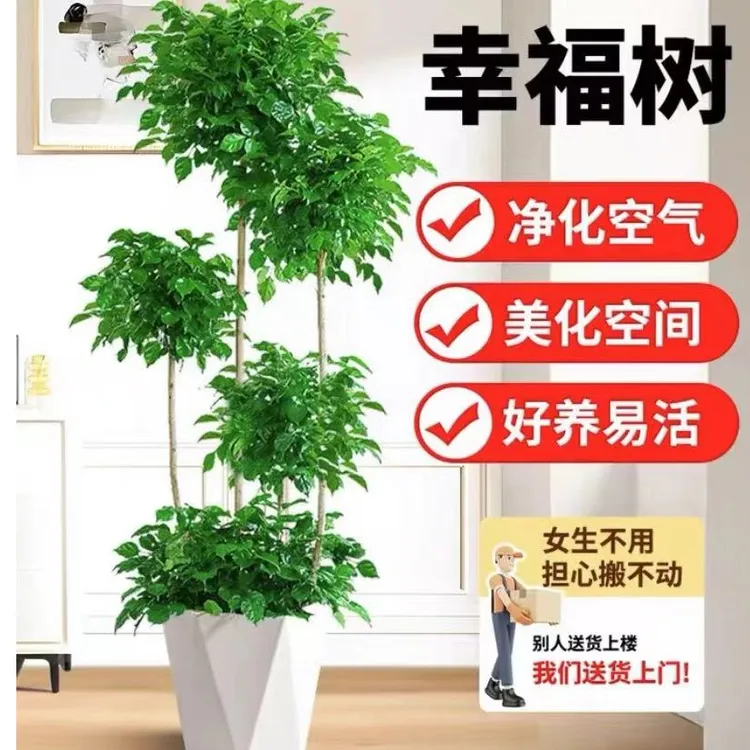 老桩多层幸福树盆栽室内客厅平安树吸甲醛四季常绿好养植物摆件