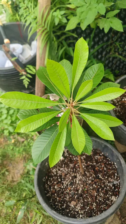 Viejo“V仔/V9"麻美果靠接苗植物