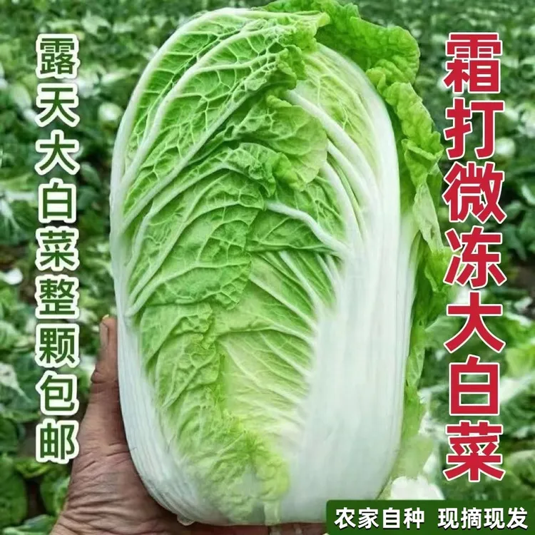 大白菜湖北天门打霜大白菜农家自种应季新鲜蔬菜4斤/4.7斤青包