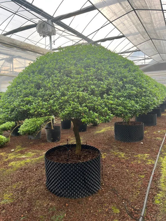 比利时杜鹃花造型盆景老桩适合庭院别墅种植
