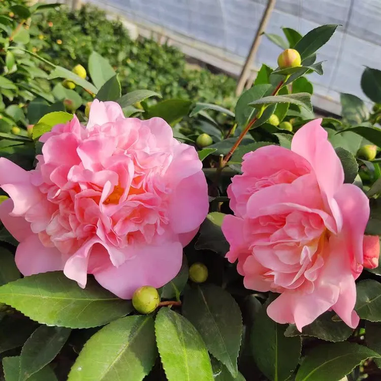 香妃山茶花树苗盆栽高度约50到2.5米耐寒耐热好养活