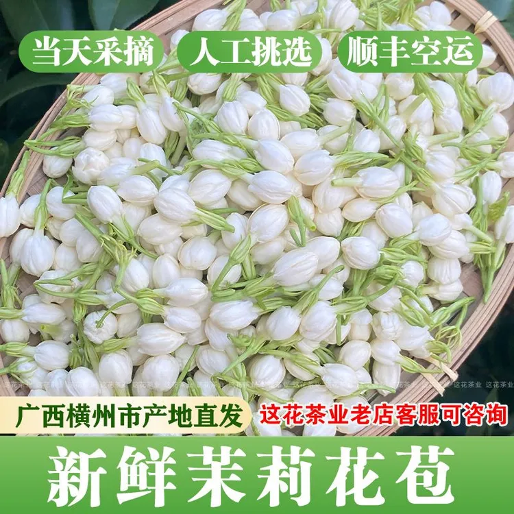 新鲜茉莉花鲜花朵现摘茉莉花摆摊手串花朵苞纯露窨茶原料广西横县