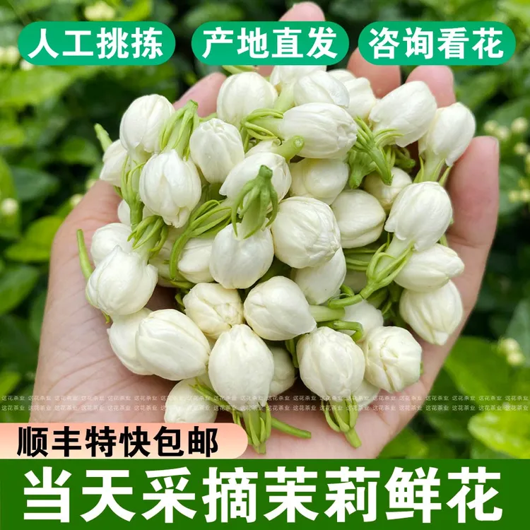 新鲜茉莉花朵广西横州顺丰特快包邮当天鲜花现摘保鲜洁白茉莉手串