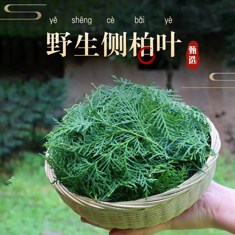 正宗正品秦岭原产野生新鲜侧柏叶中药材甄选脱发洗头深山干净精品